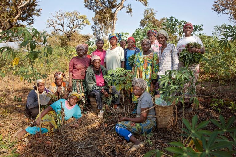 bulu - les femmes en pleine recolte au champs